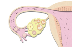 精子の移動と排卵された卵子の卵管采への取り込み，そして卵管膨大部での受精