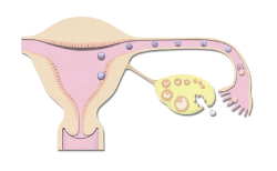 受精卵の分割と卵管内の移動・ 胚盤胞の子宮内膜への着床